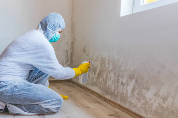 Licensed Mold Removal service in Lawrence Township, NJ - Car Mold Remediation